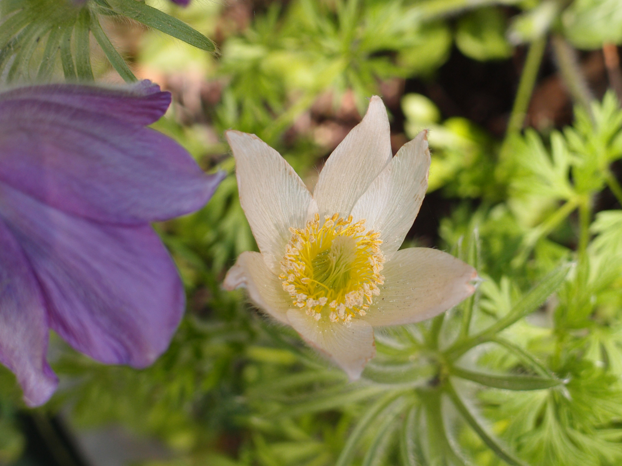 2019-04-24 wendel - der Garten